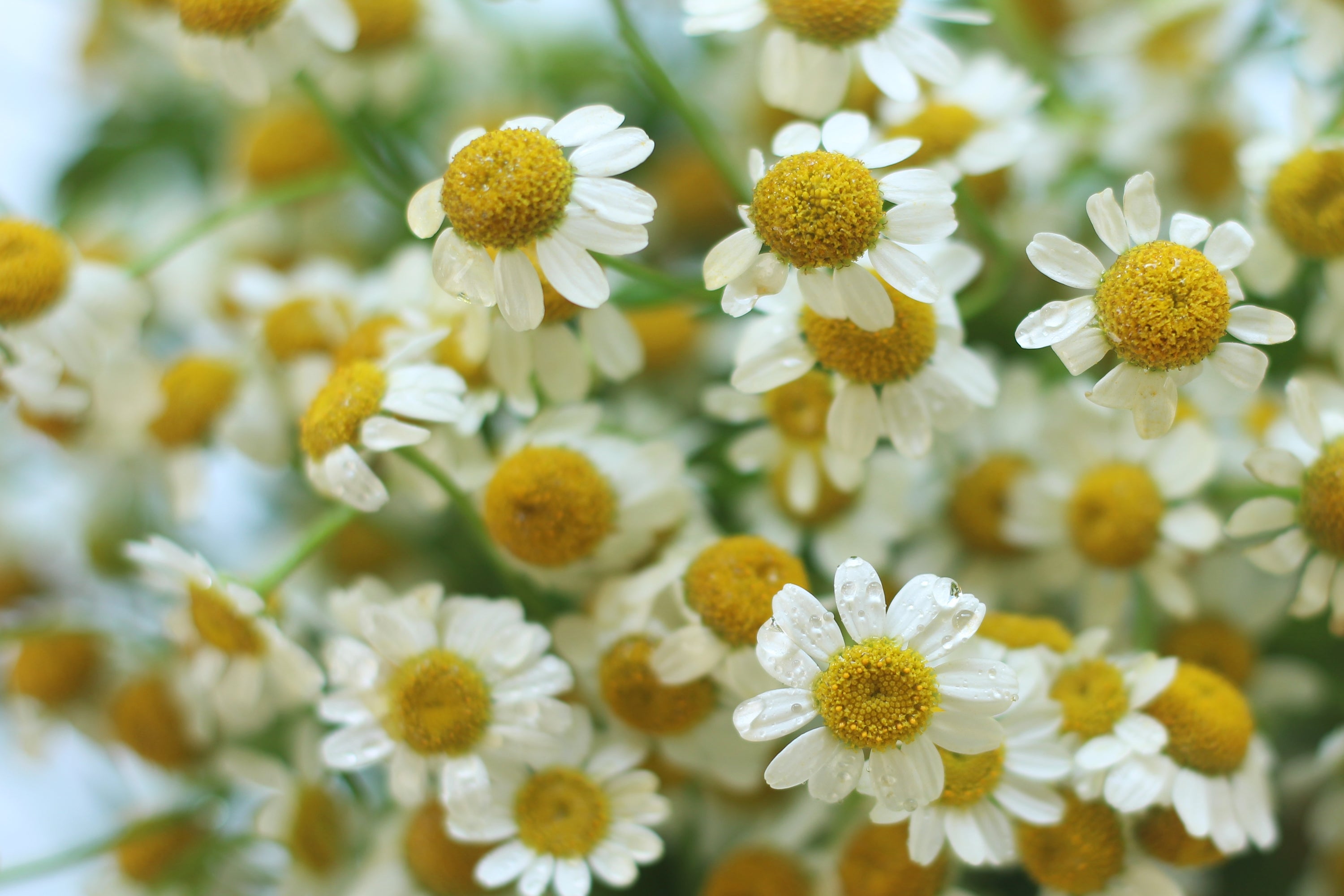 Health Benefits of Chamomile